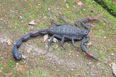 Centruroides gracilis