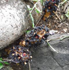 Bdallophytum americanum