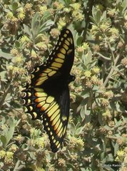 Papilio hellanichus