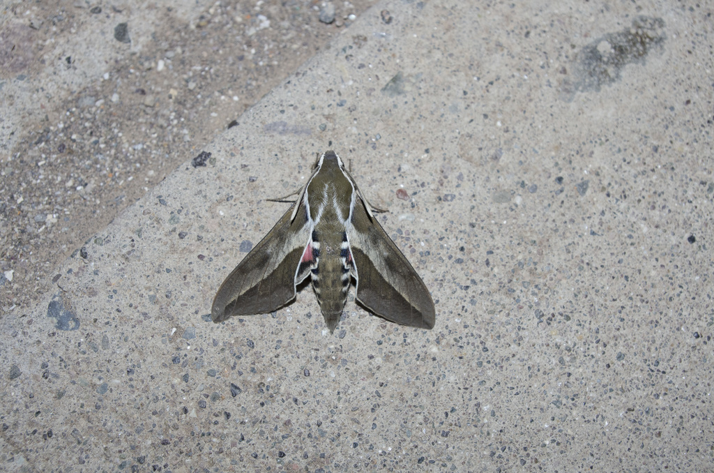 Hyles annei