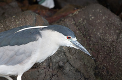 Nycticorax nycticorax