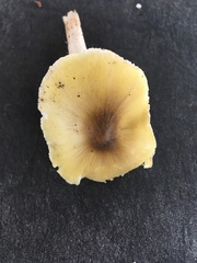Tricholoma