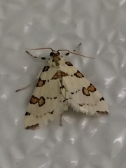 Conchylodes octonalis