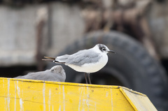 Leucophaeus pipixcan