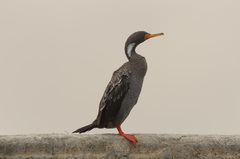 Poikilocarbo gaimardi