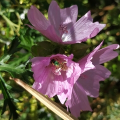 Agapostemon