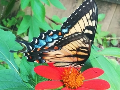 Papilio glaucus