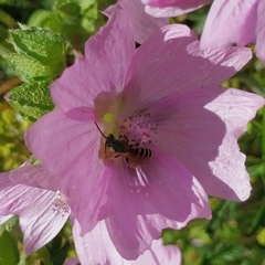 Agapostemon