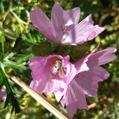Agapostemon