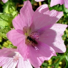 Agapostemon