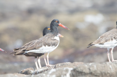 Haematopus palliatus