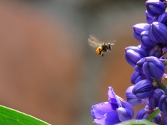 Trigona fulviventris