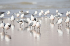 Leucophaeus pipixcan