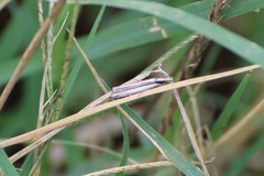 Angustalius malacellus