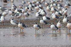 Leucophaeus pipixcan