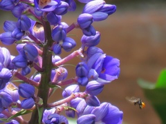 Trigona fulviventris