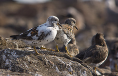 Calidris virgata