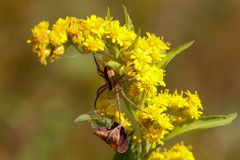 Pisaurina brevipes
