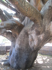 Adansonia digitata