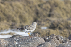 Calidris virgata