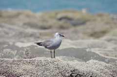 Leucophaeus modestus