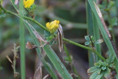 Angustalius malacellus