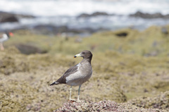 Larus belcheri