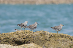 Calidris virgata
