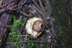 Geastrum rufescens