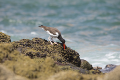 Haematopus palliatus
