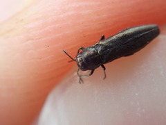 Agrilus olivicolor
