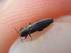 Agrilus olivicolor
