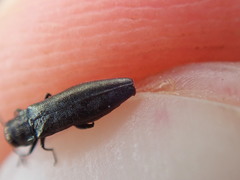 Agrilus olivicolor