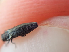 Agrilus olivicolor
