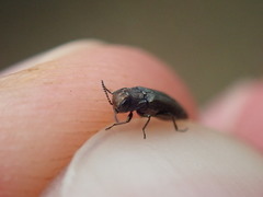Agrilus olivicolor