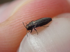 Agrilus olivicolor