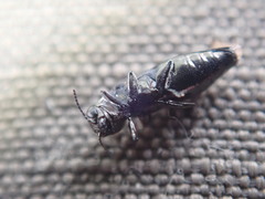 Agrilus olivicolor