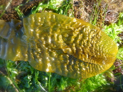 Macrocystis pyrifera