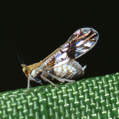 Liburniella ornata