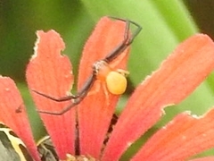 Misumenoides formosipes