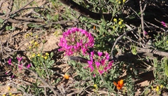 Pelargonium incrassatum