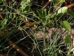 Cyperus subsquarrosus