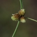 Small-Flower Halfchaff Sedge - Photo (c) James Bailey, some rights reserved (CC BY-NC), uploaded by James Bailey