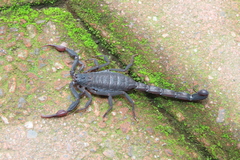 Centruroides gracilis