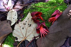 Chiranthodendron pentadactylon