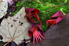 Chiranthodendron pentadactylon