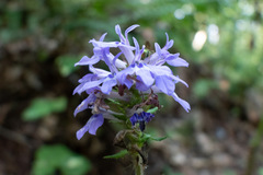 Lobelia siphilitica
