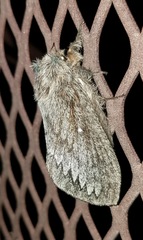 Gloveria arizonensis