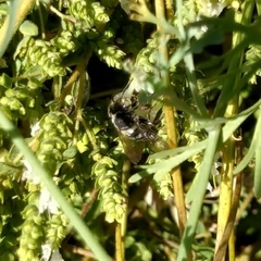 Anthophila
