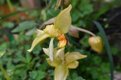 Stanhopea graveolens